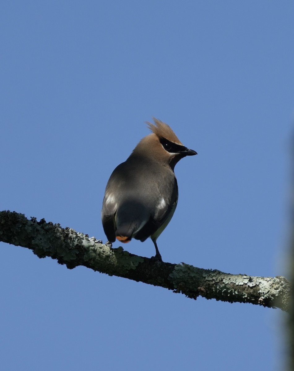 Cedar Waxwing - ML620277730