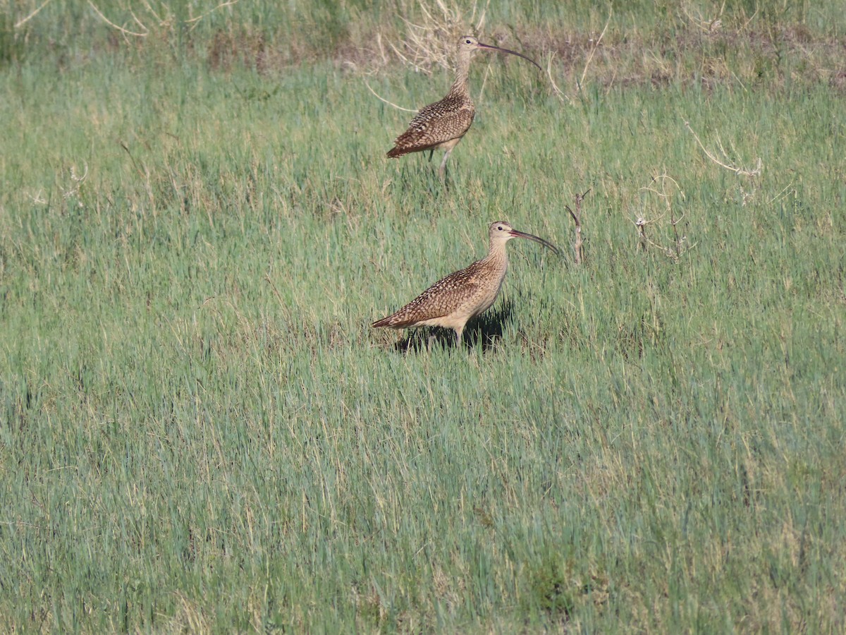Long-billed Curlew - ML620277731