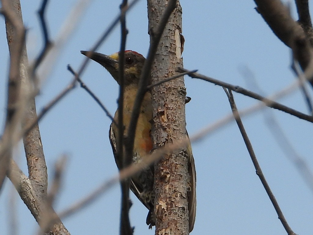 Red-crowned Woodpecker - ML620277732