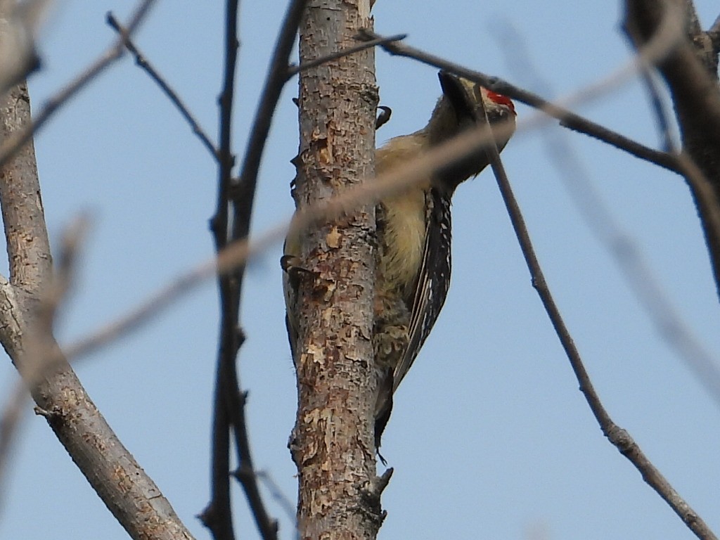 Pic à couronne rouge - ML620277733