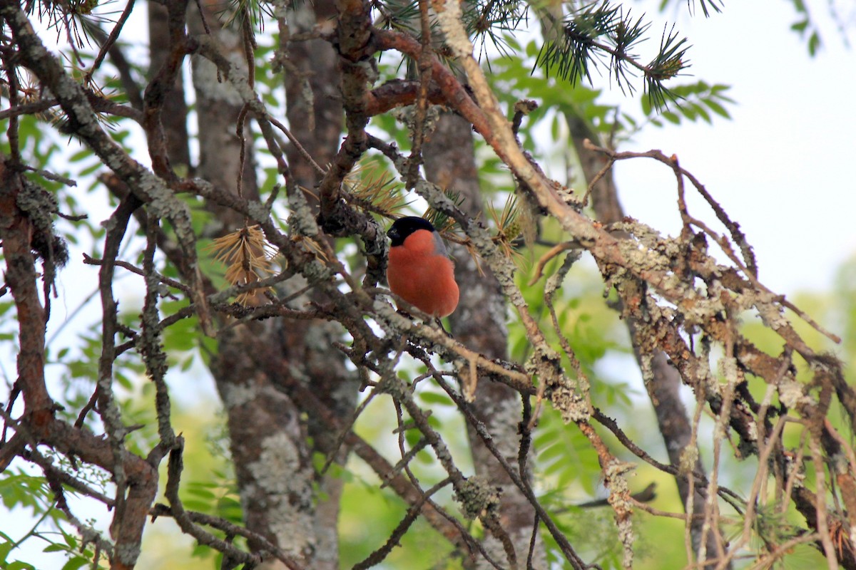 Eurasian Bullfinch - ML620277735