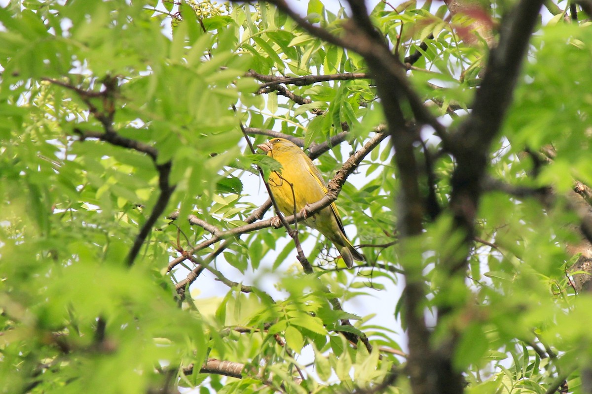 European Greenfinch - ML620277737