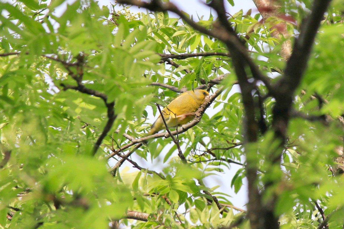 European Greenfinch - ML620277738