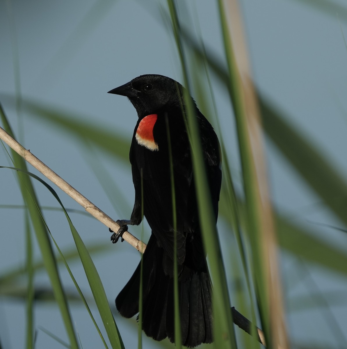 Red-winged Blackbird - ML620277740