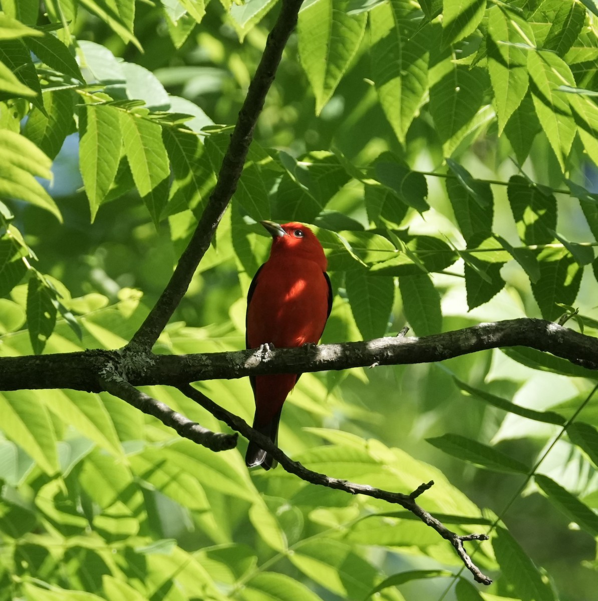 Scarlet Tanager - ML620277744