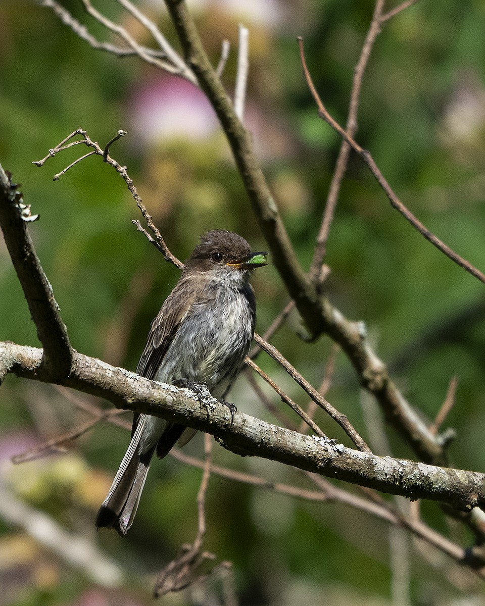 Eastern Phoebe - ML620277745