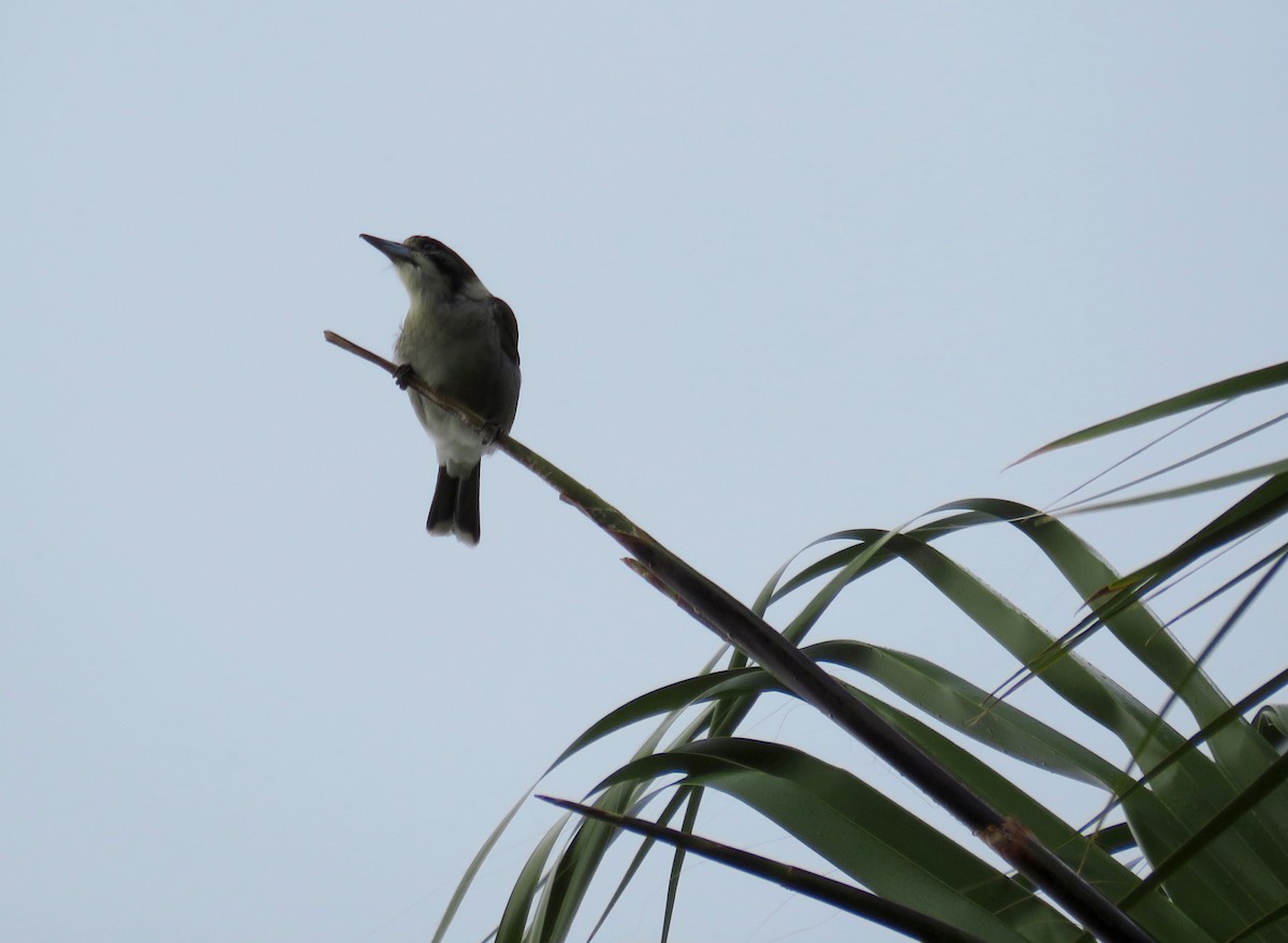 Gray Butcherbird - Al Zerbe