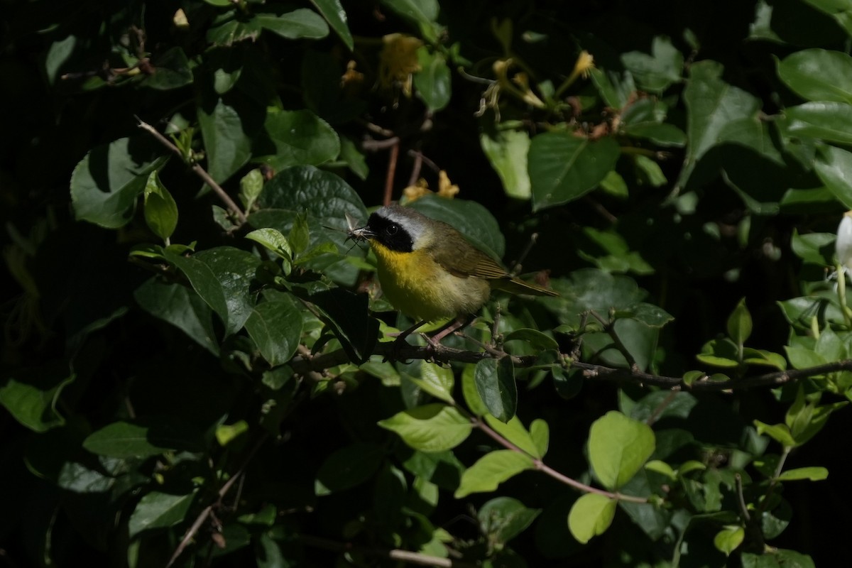 Common Yellowthroat - ML620277750