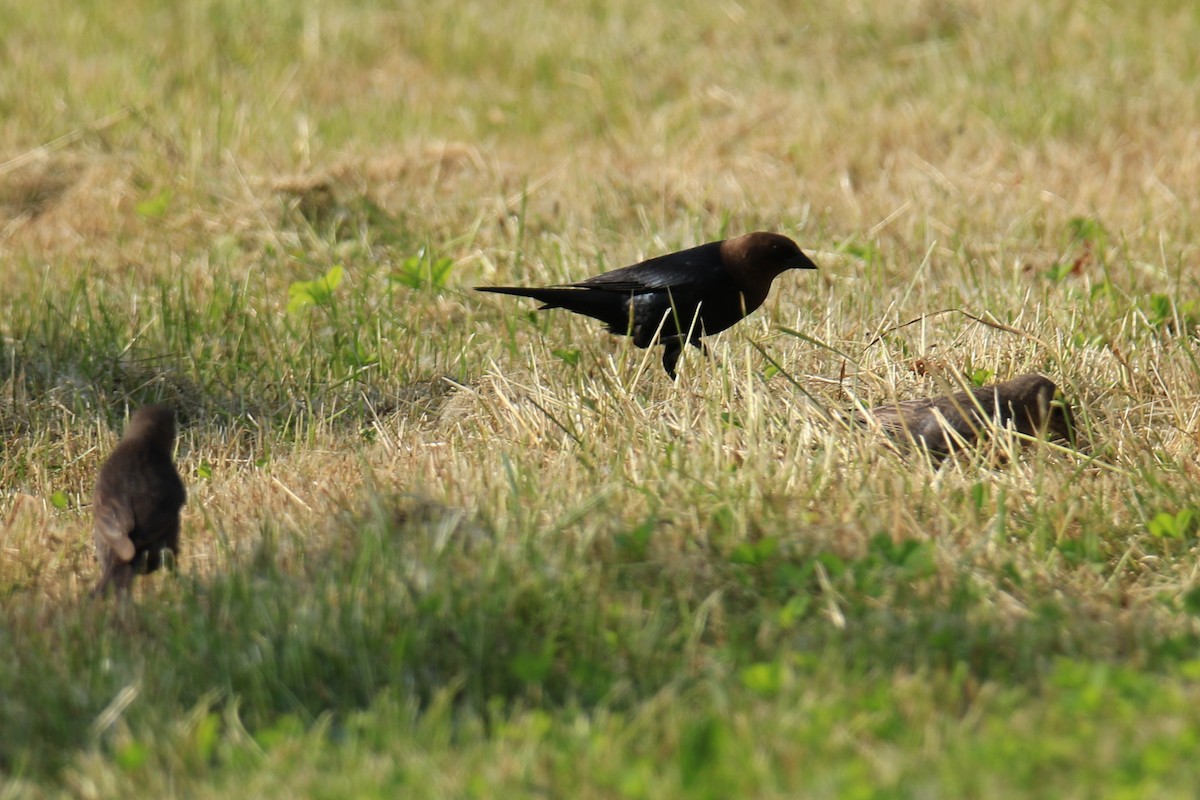 Brown-headed Cowbird - ML620277751