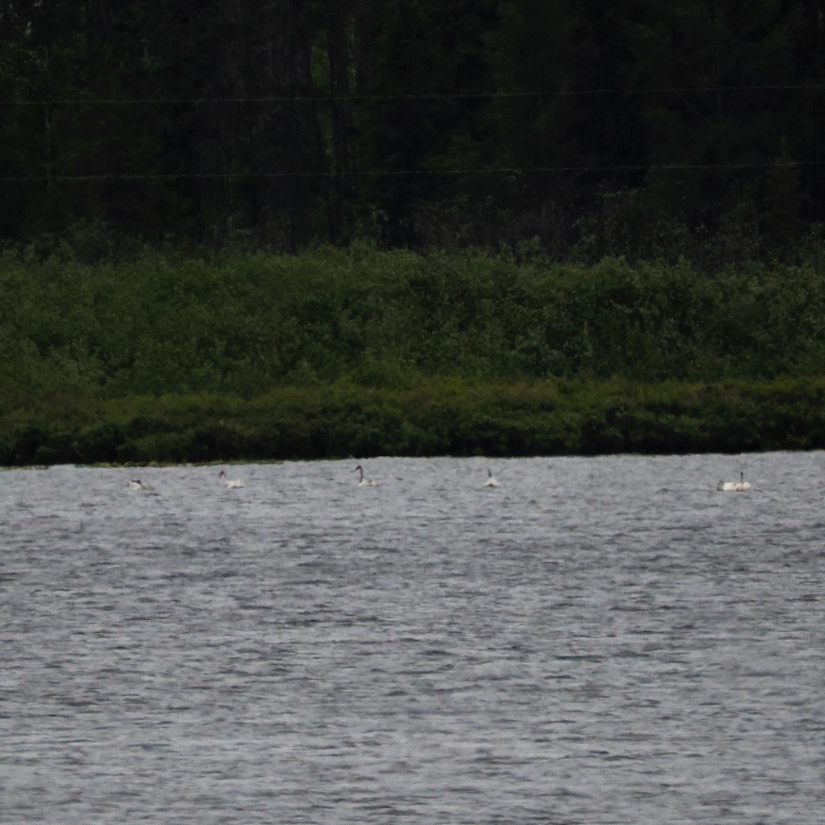 Trumpeter/Tundra Swan - ML620277753