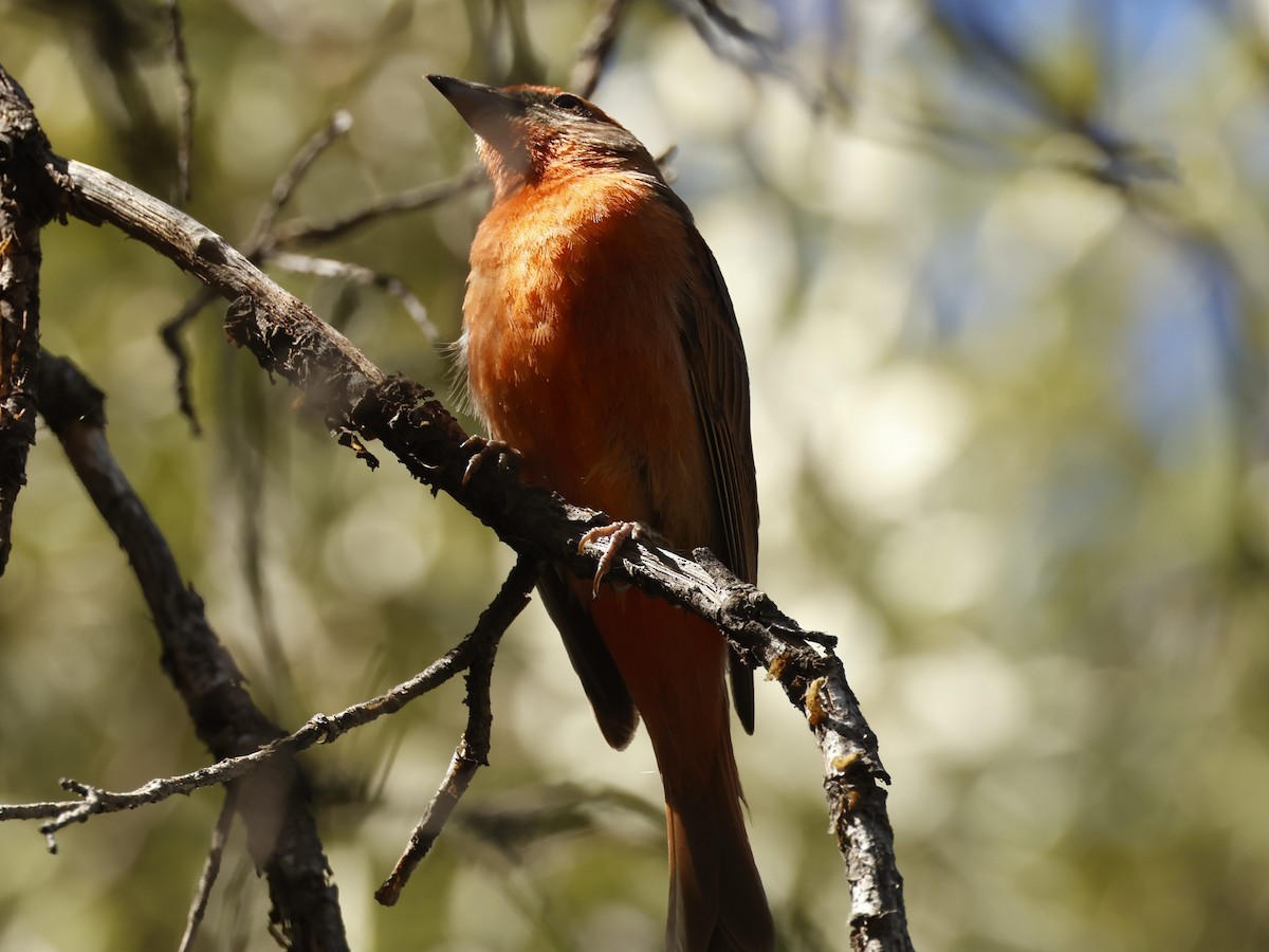 Hepatic Tanager - ML620277757