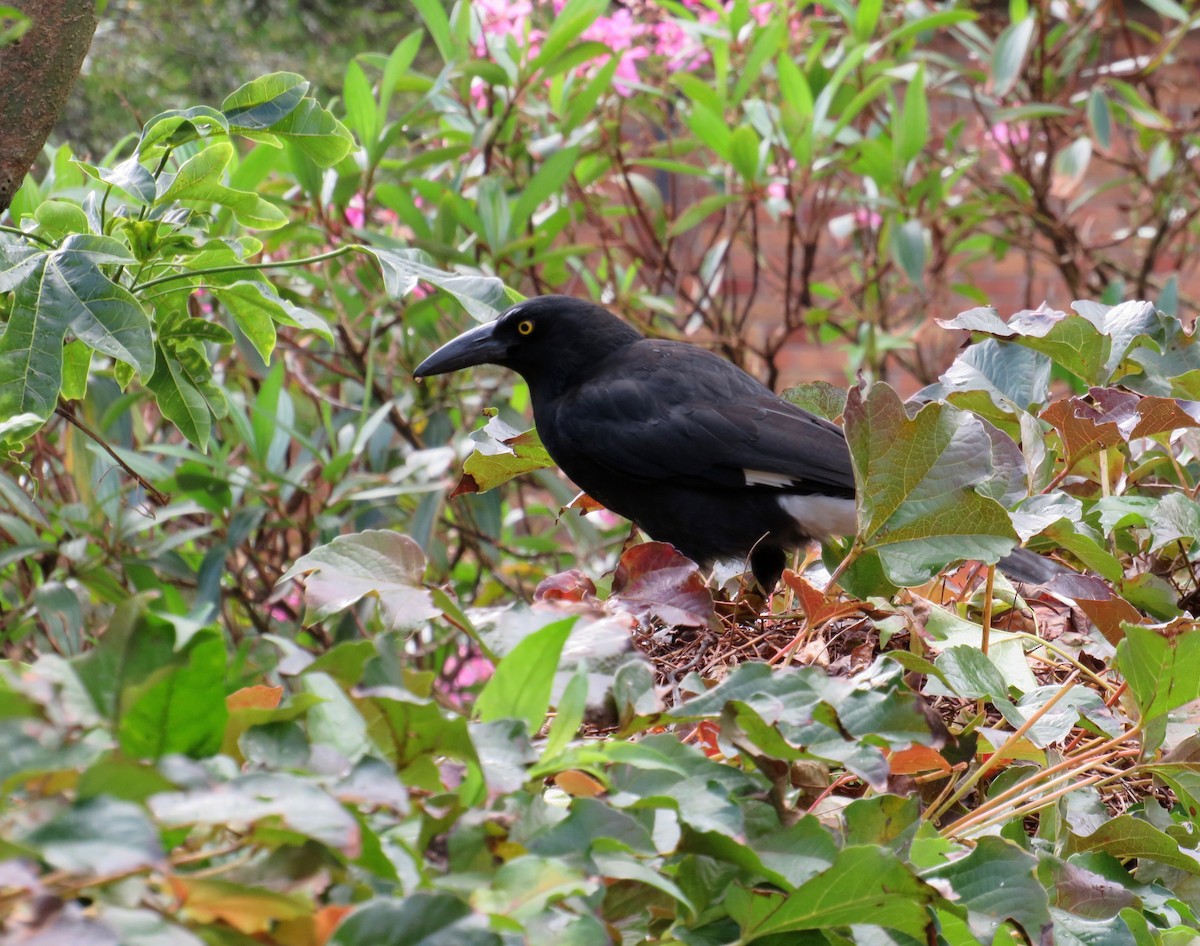 Pied Currawong - ML620277760