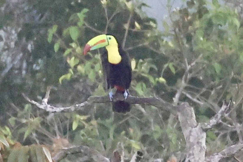 Keel-billed Toucan - ML620277762