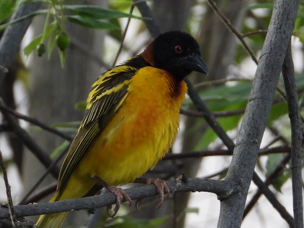 Village Weaver - ML620277766