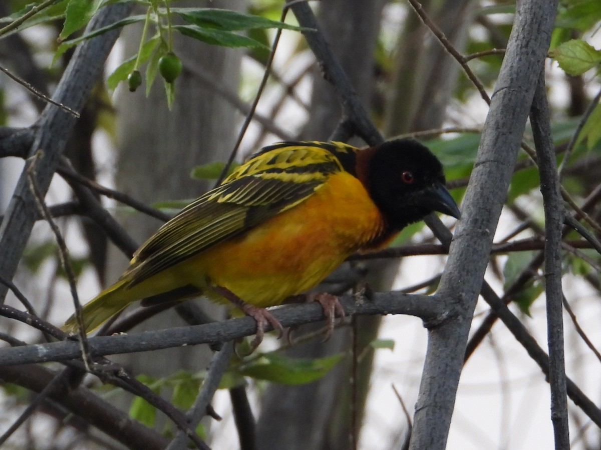 Village Weaver - ML620277768