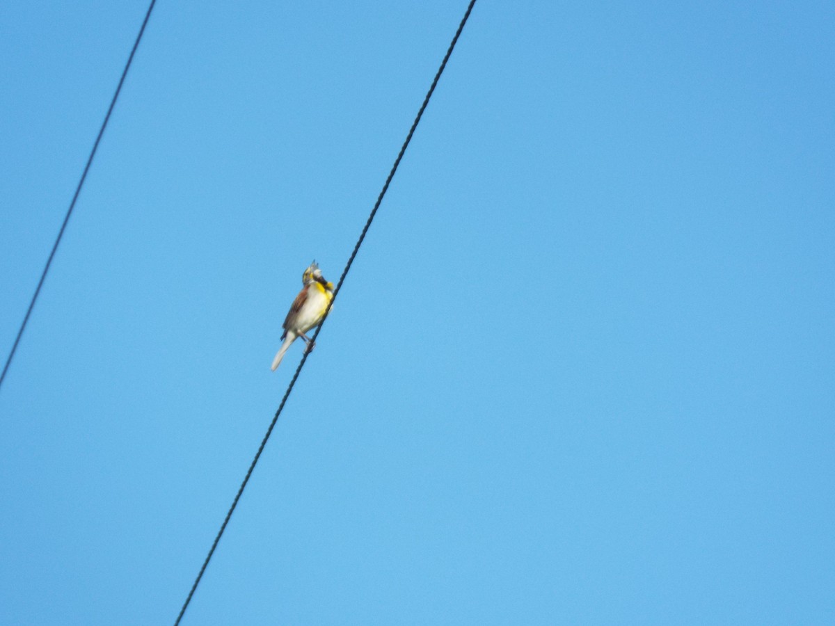 Dickcissel - ML620277770