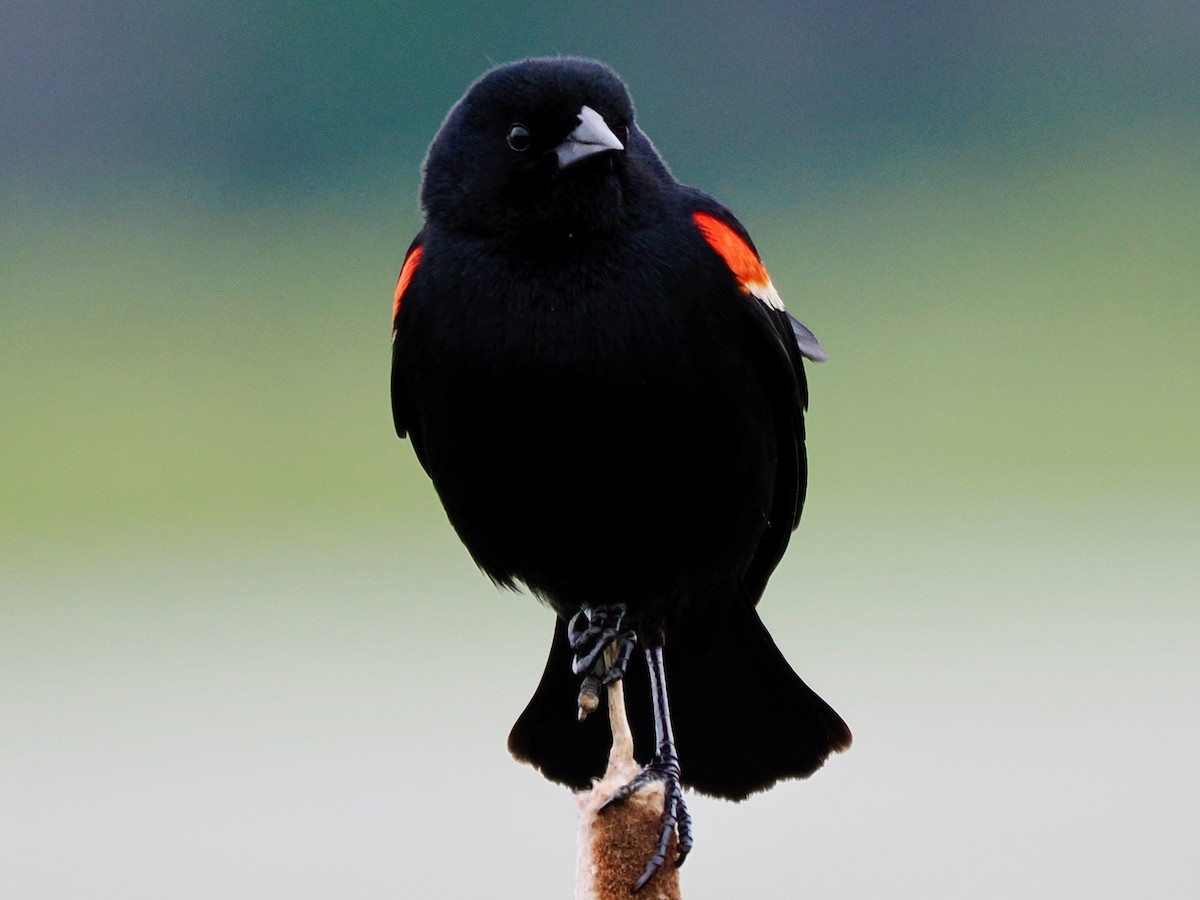 Red-winged Blackbird - ML620277772