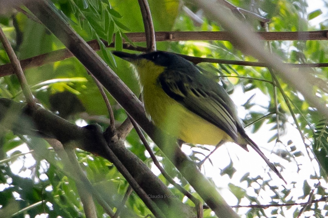 Common Tody-Flycatcher - ML620277774