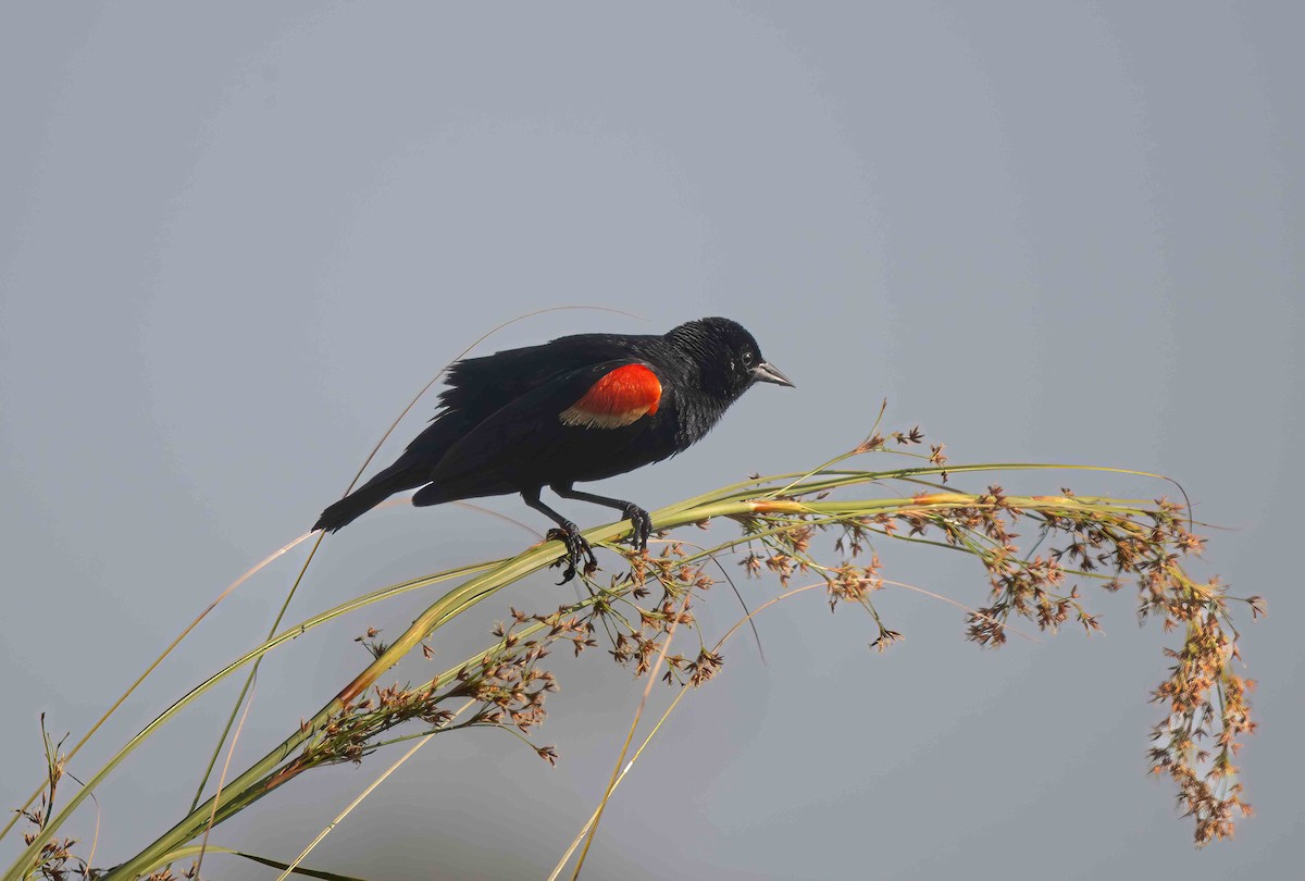 Red-winged Blackbird - ML620277776