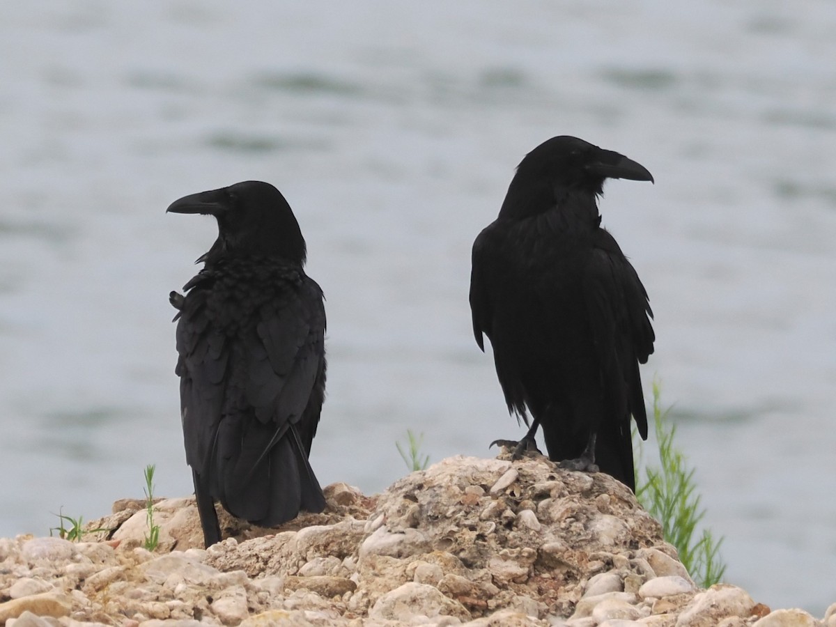 Common Raven - ML620277779