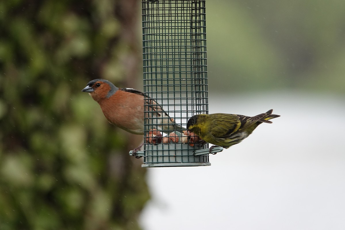 Common Chaffinch - ML620277780