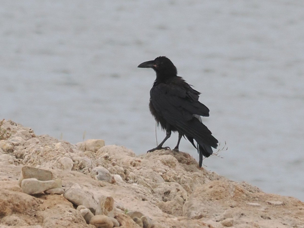 Common Raven - ML620277783