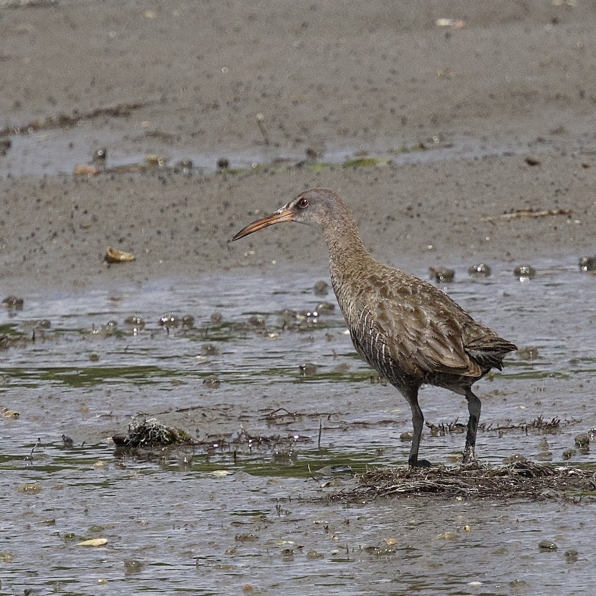 Clapper Rail - ML620277789