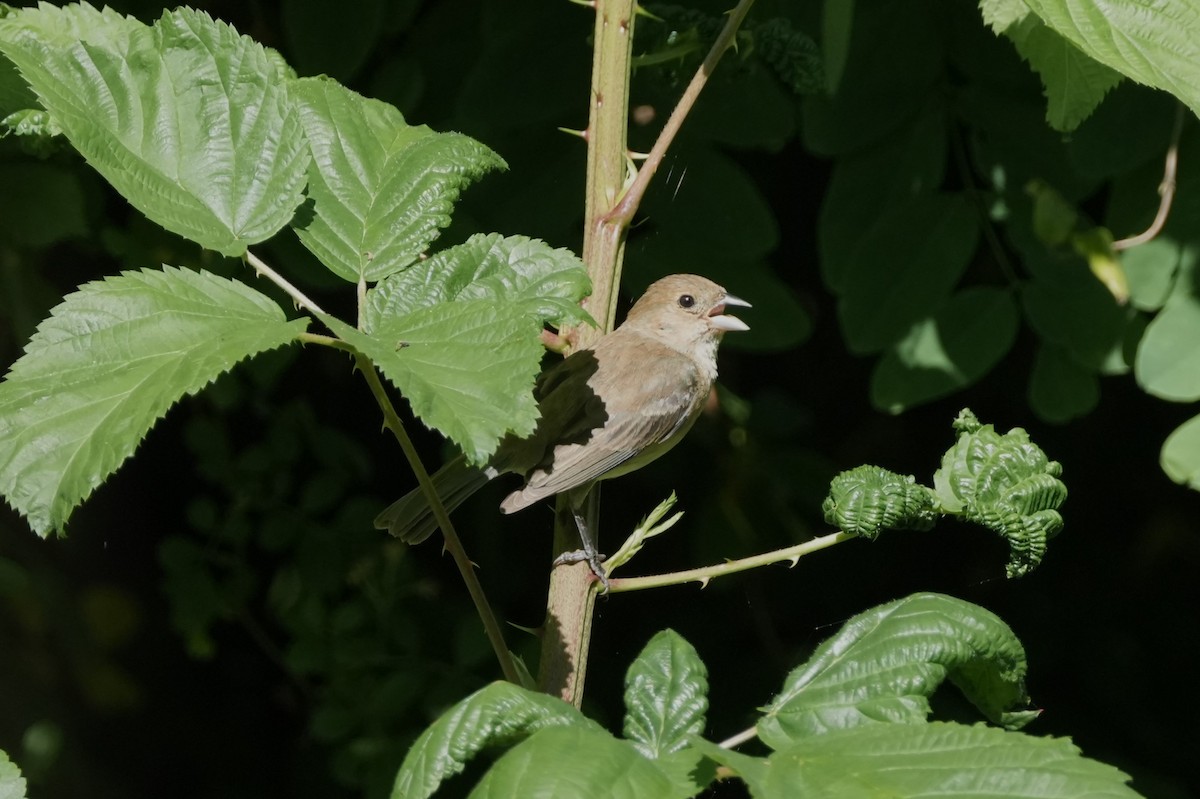 Indigo Bunting - ML620277792