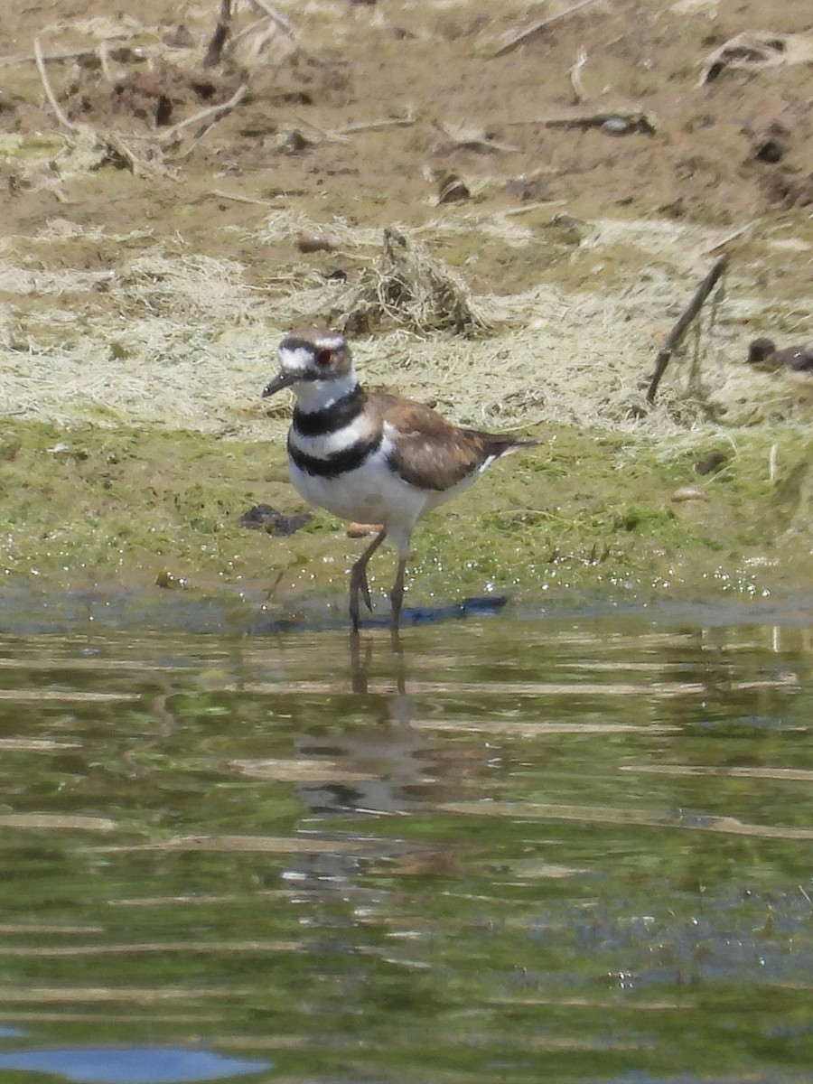 Killdeer - ML620277794