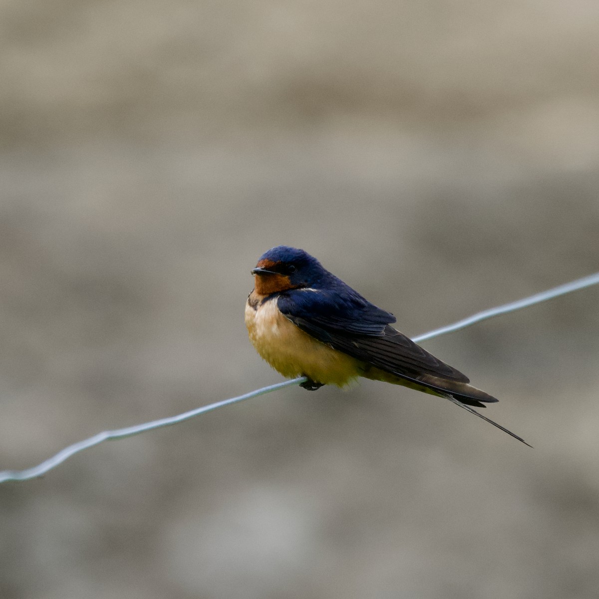 Barn Swallow - ML620277796