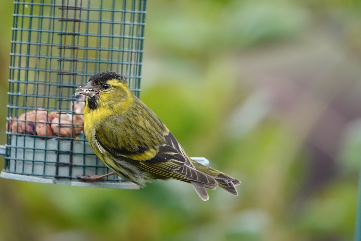 Eurasian Siskin - ML620277801