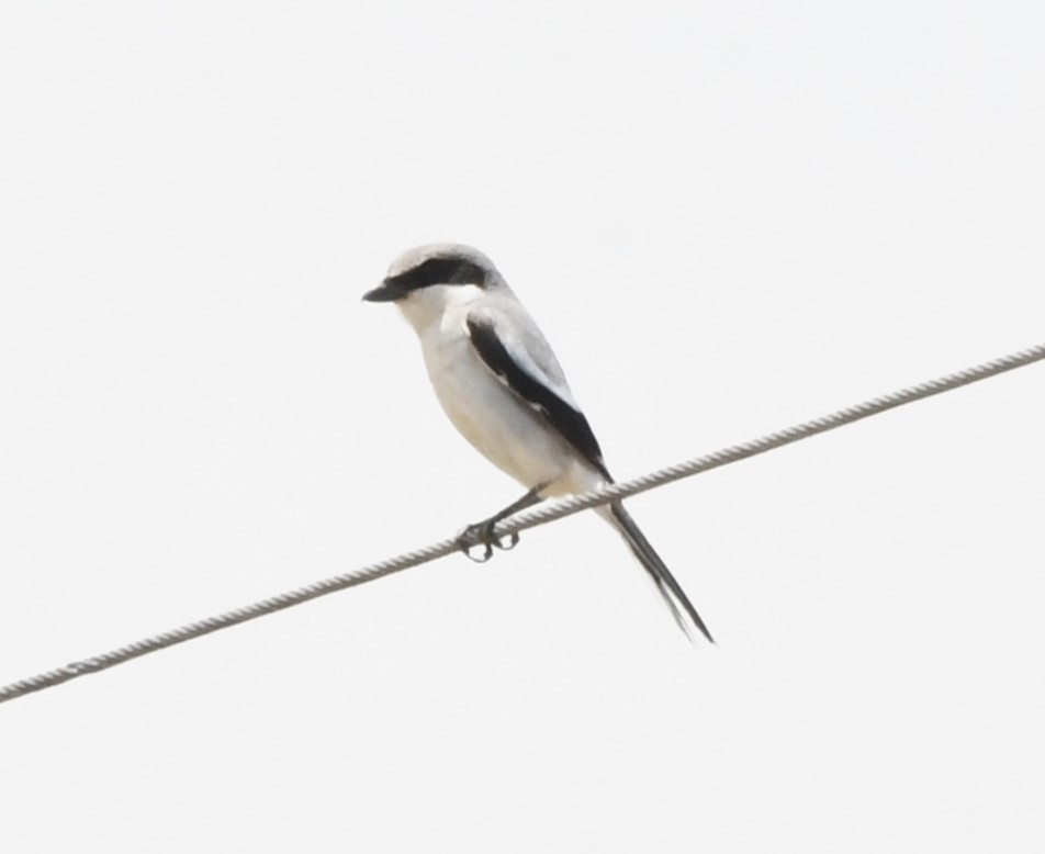 Loggerhead Shrike - ML620277808