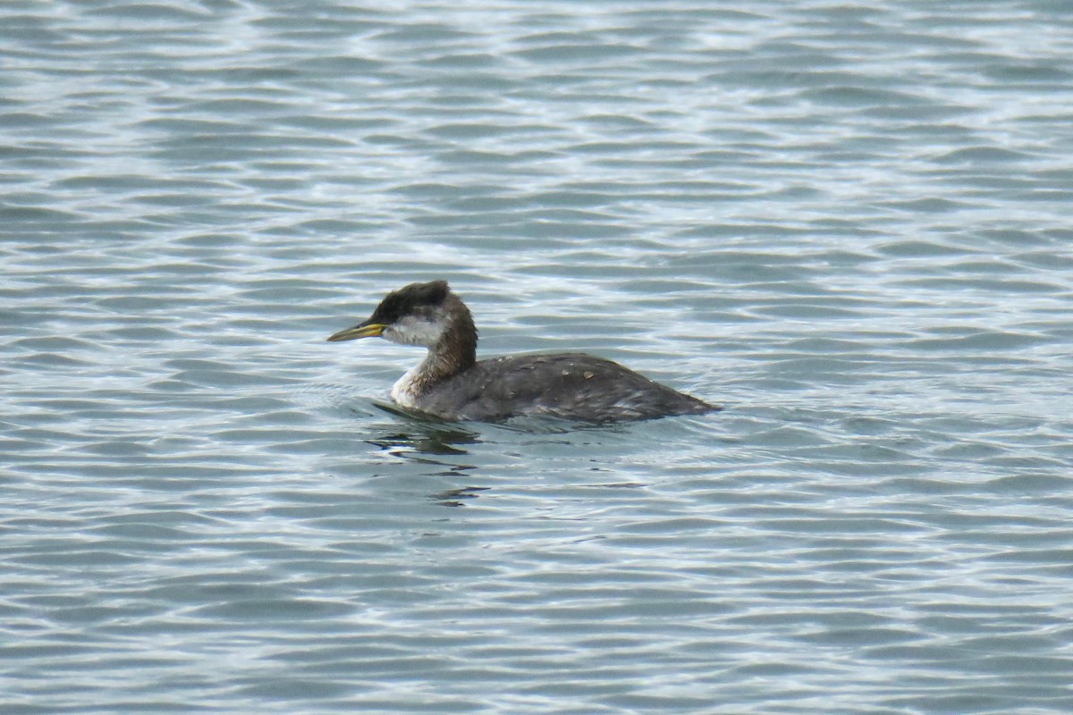 Red-necked Grebe - ML620277811