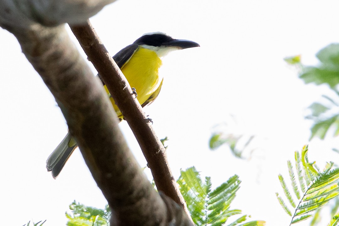 Boat-billed Flycatcher - ML620277812