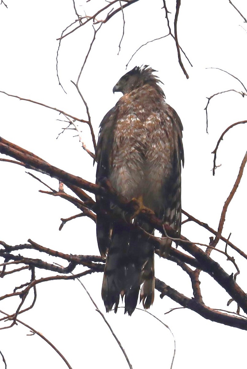 Cooper's Hawk - ML620277813