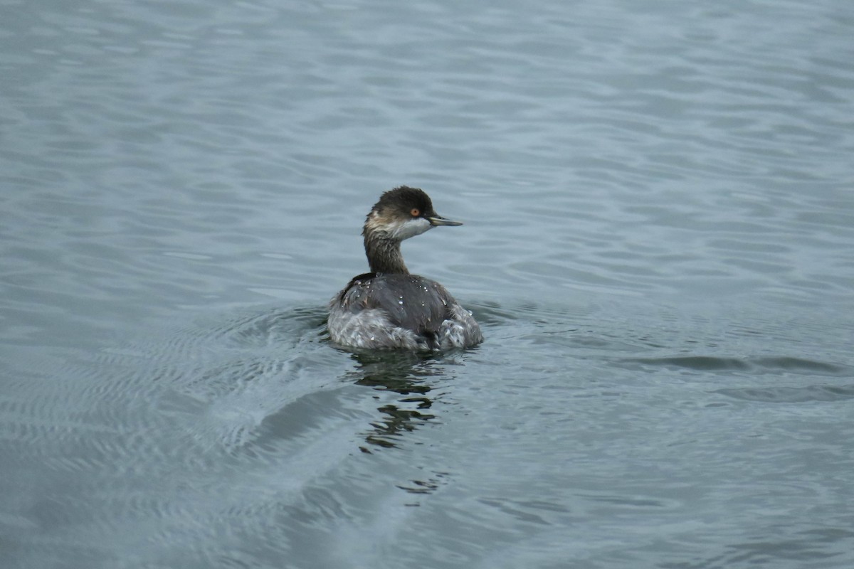 Eared Grebe - ML620277815