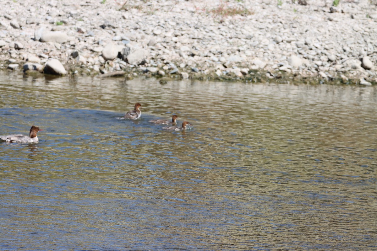 Gänsesäger - ML620277850