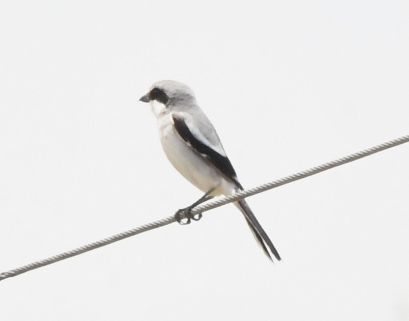 Loggerhead Shrike - ML620277851