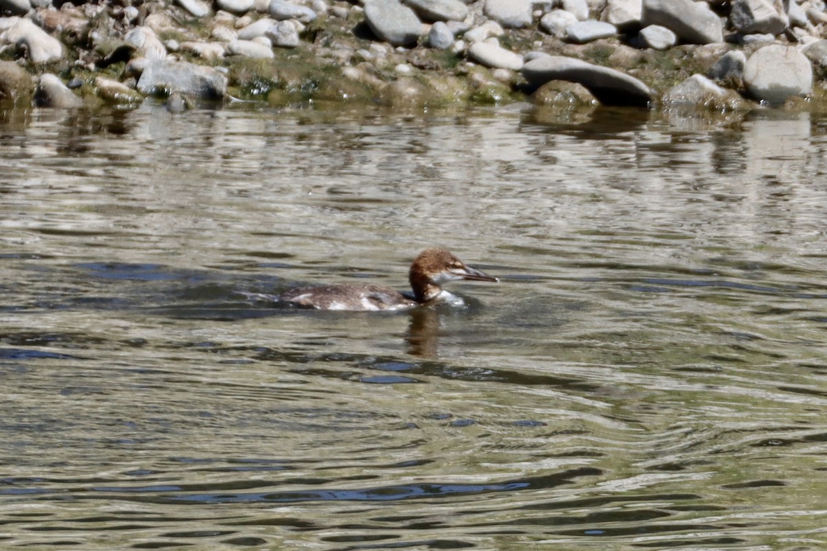 Common Merganser - ML620277858