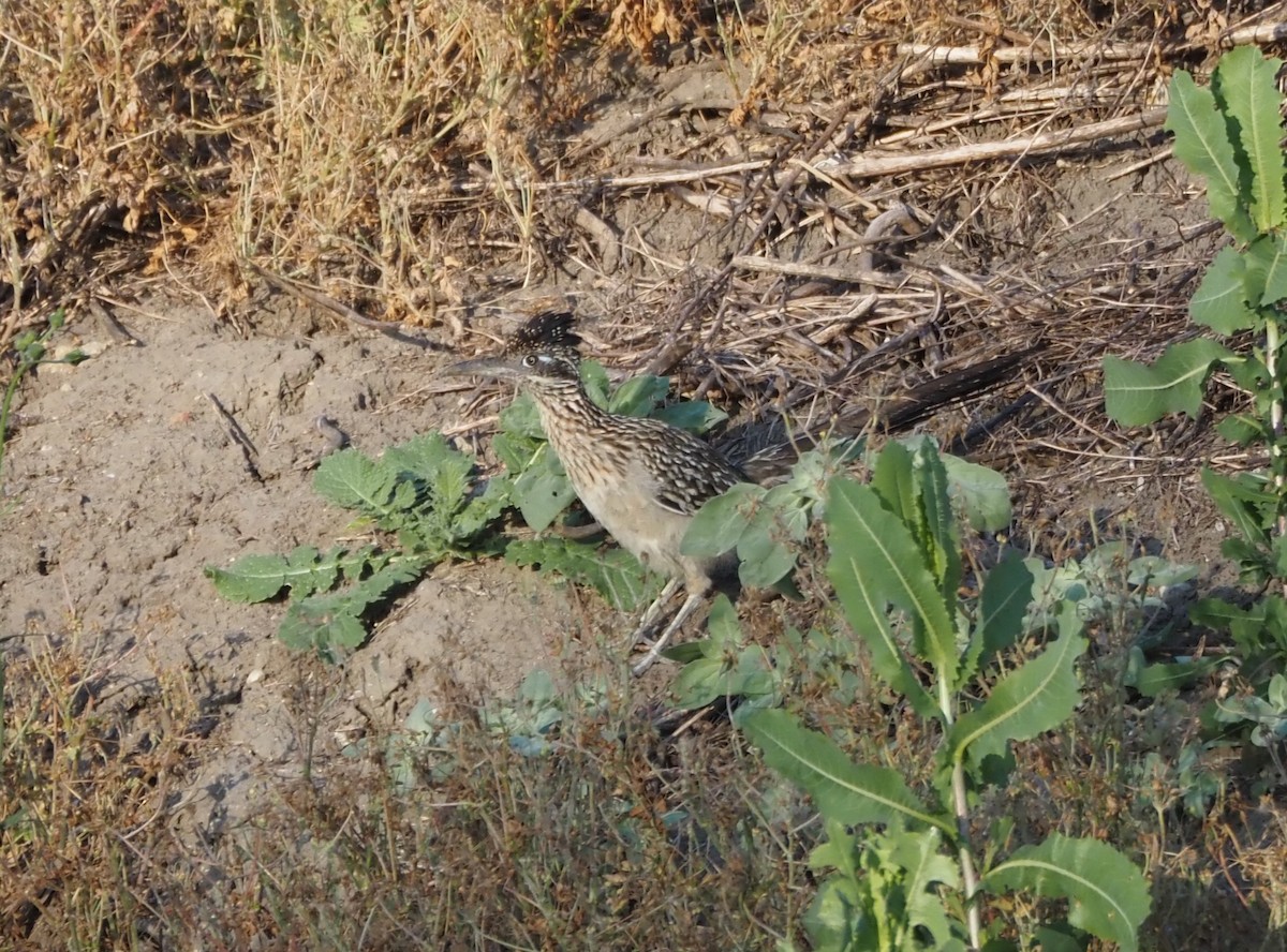 Greater Roadrunner - ML620277864