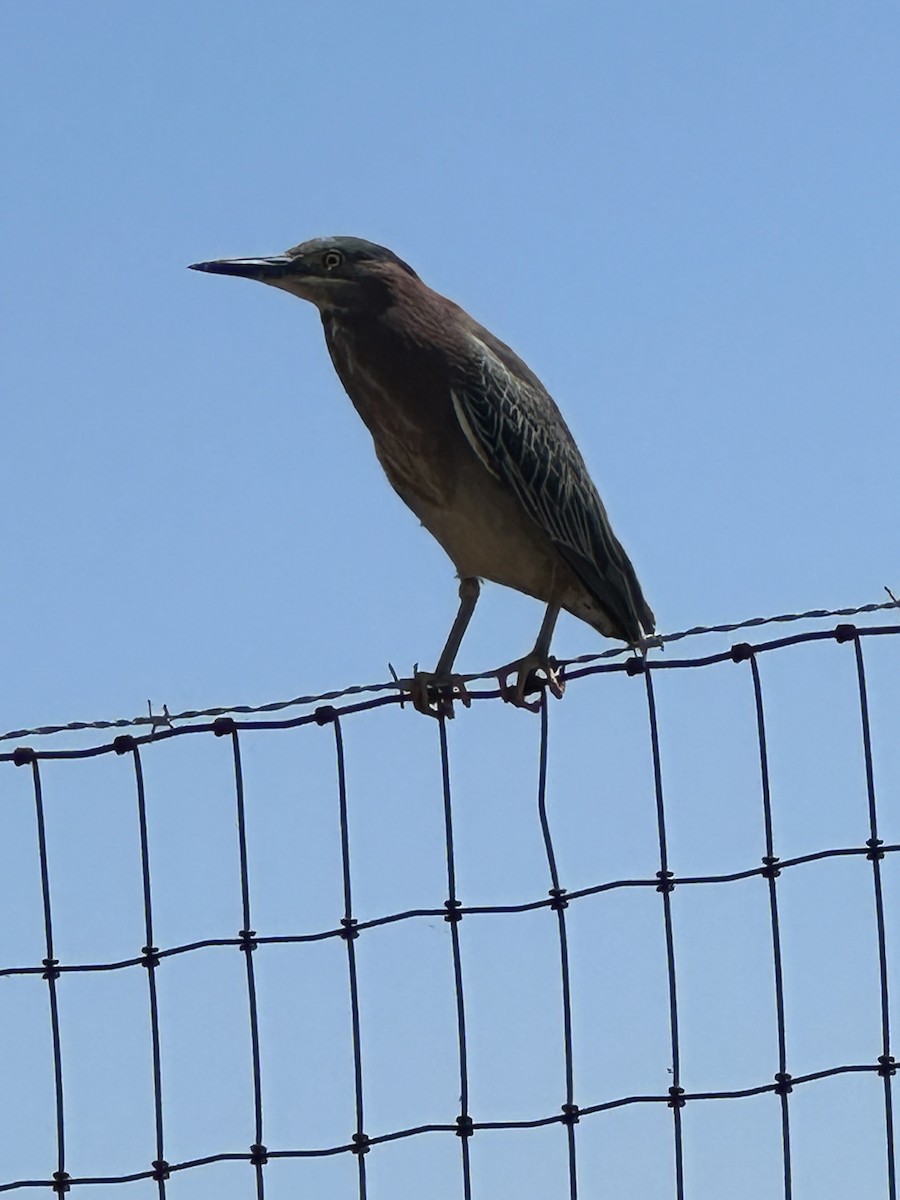 Green Heron - ML620277865