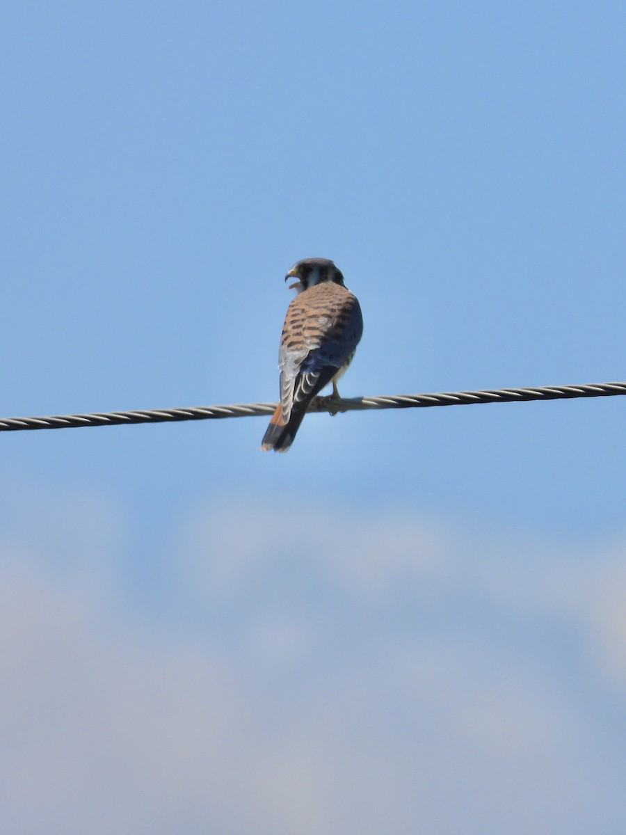 American Kestrel - ML620277868