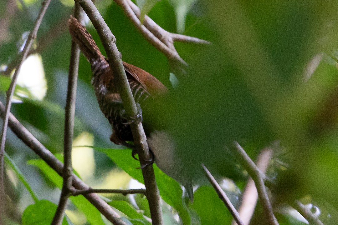 Black-bellied Wren - ML620277873