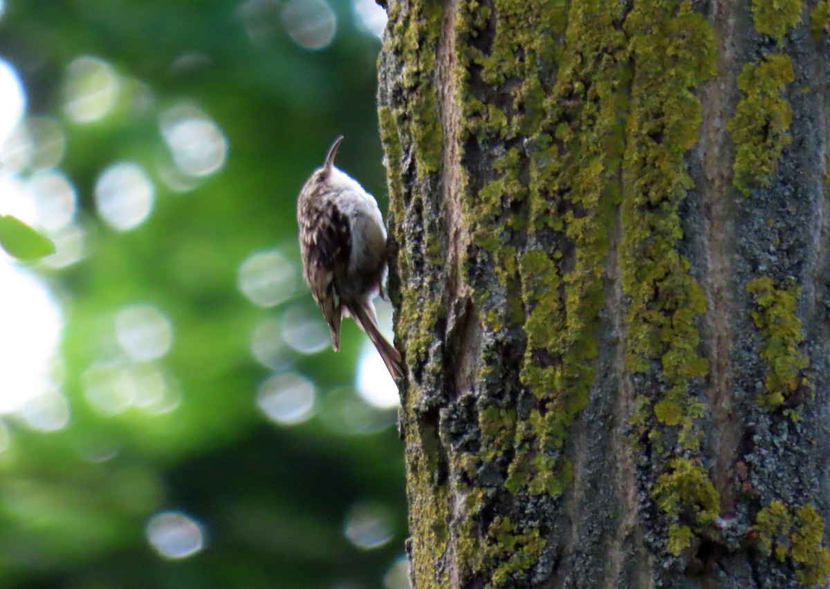 Short-toed Treecreeper - ML620277874