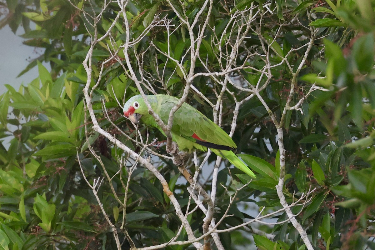 Red-lored Parrot - ML620277875
