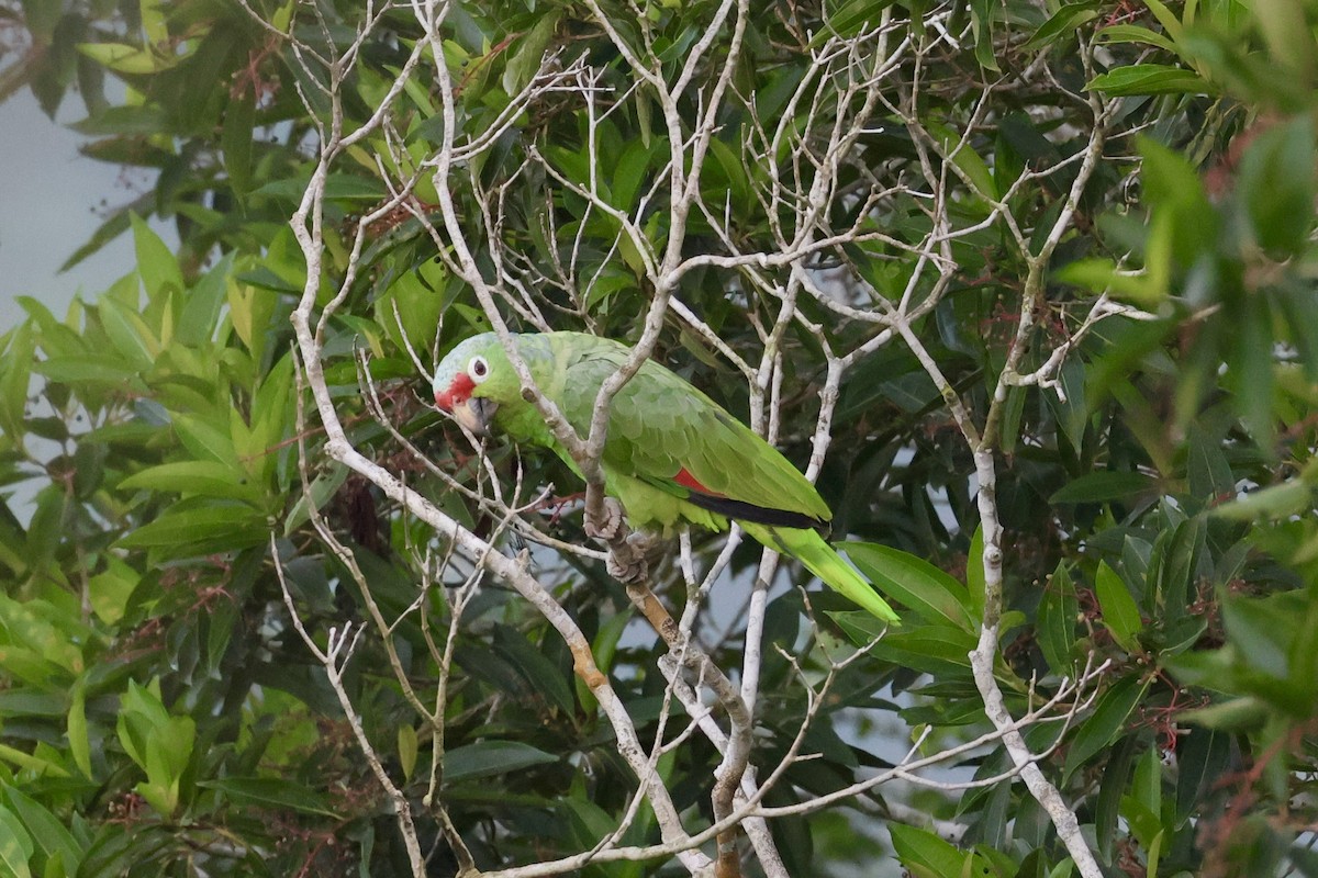 Amazona Frentirroja - ML620277875