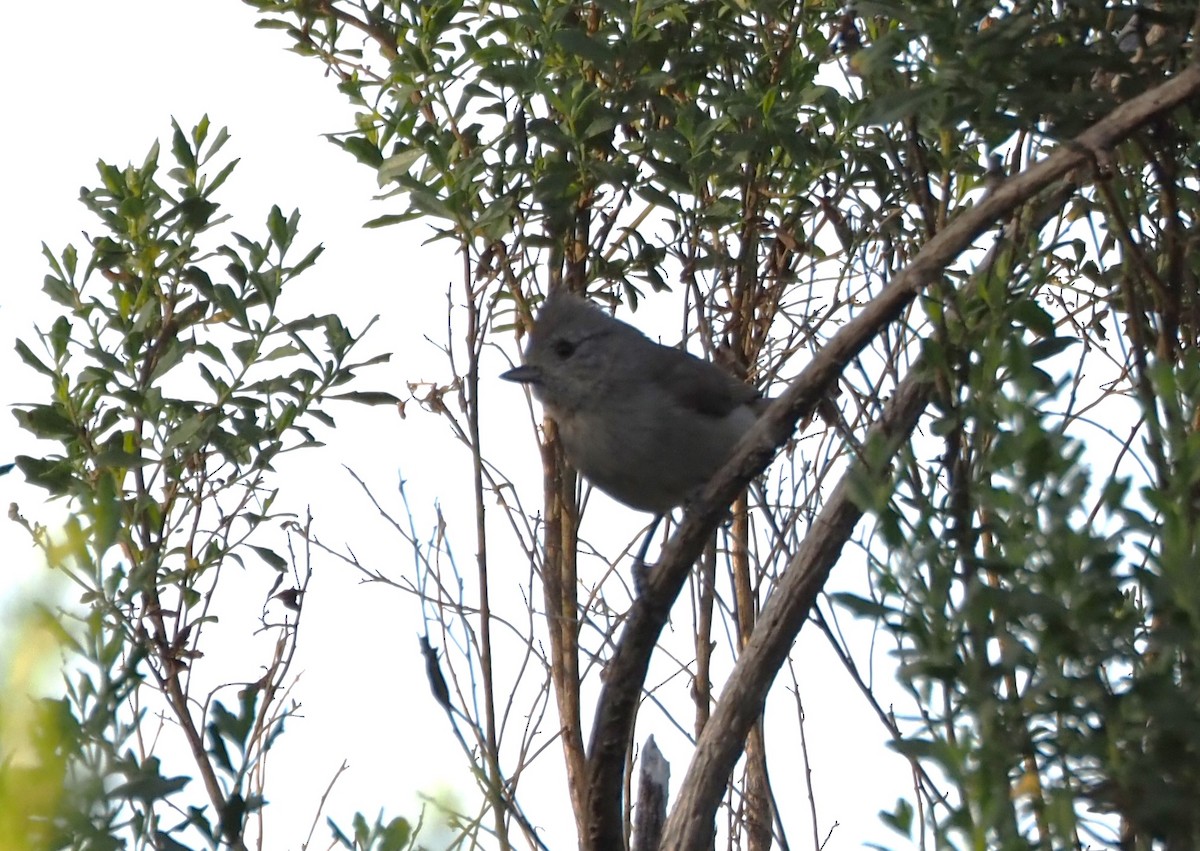 Oak Titmouse - ML620277876