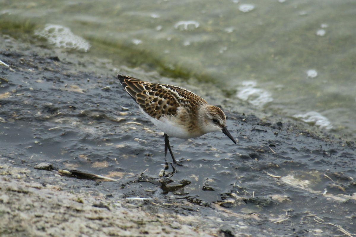 Little Stint - ML620277879