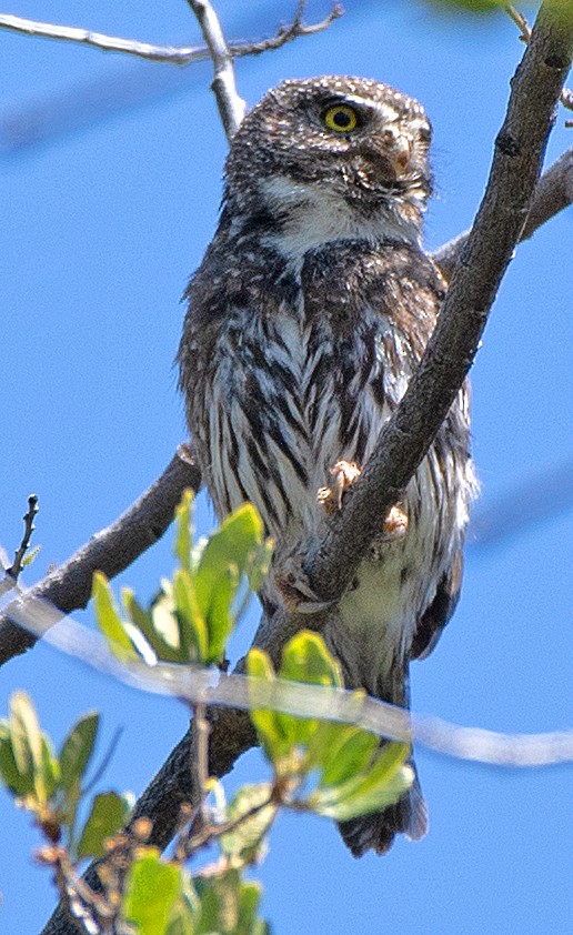 Northern Pygmy-Owl (Mountain) - ML620277881