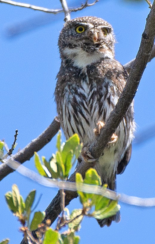 Northern Pygmy-Owl (Mountain) - ML620277882